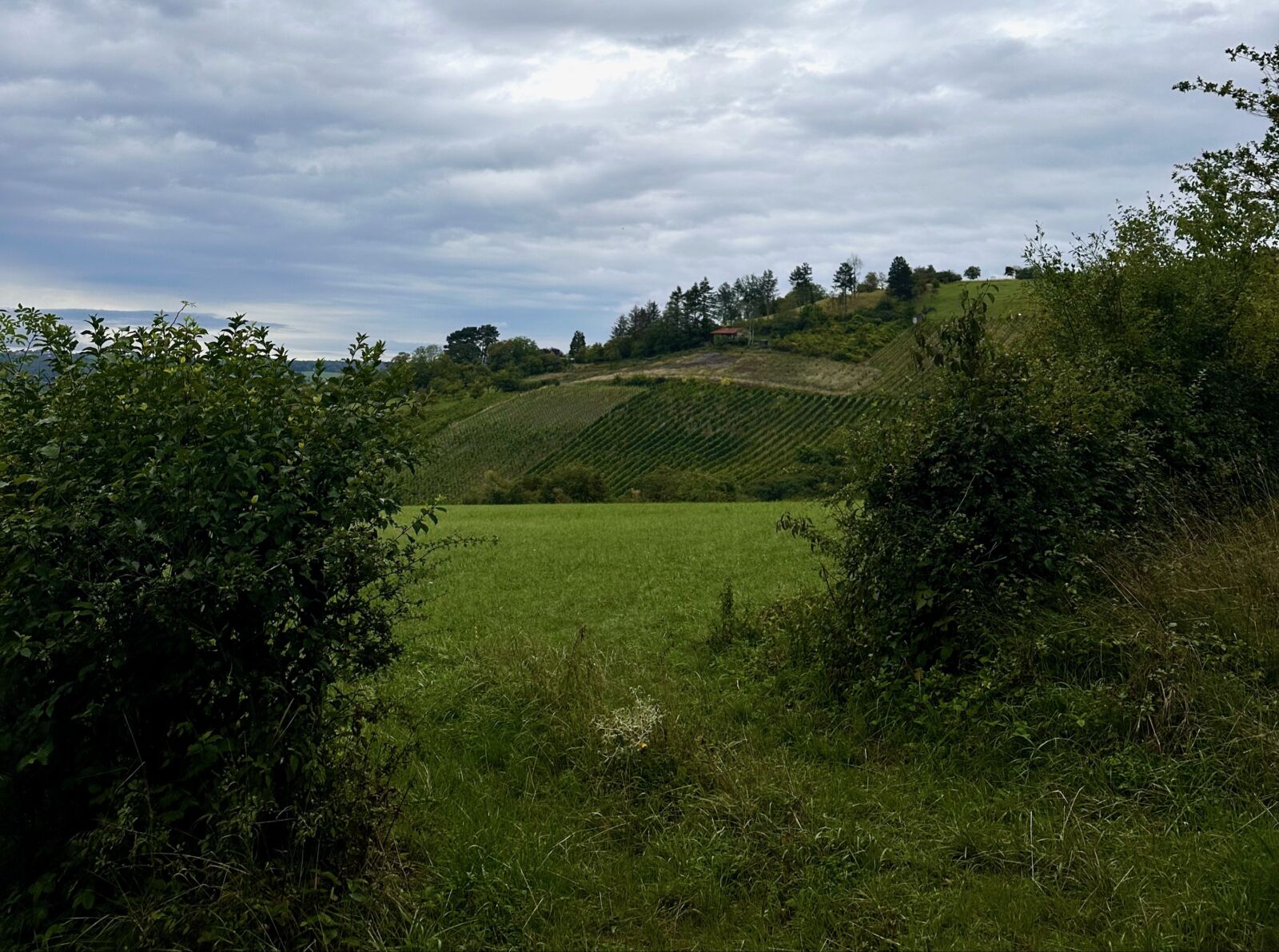 IMG 3869 1