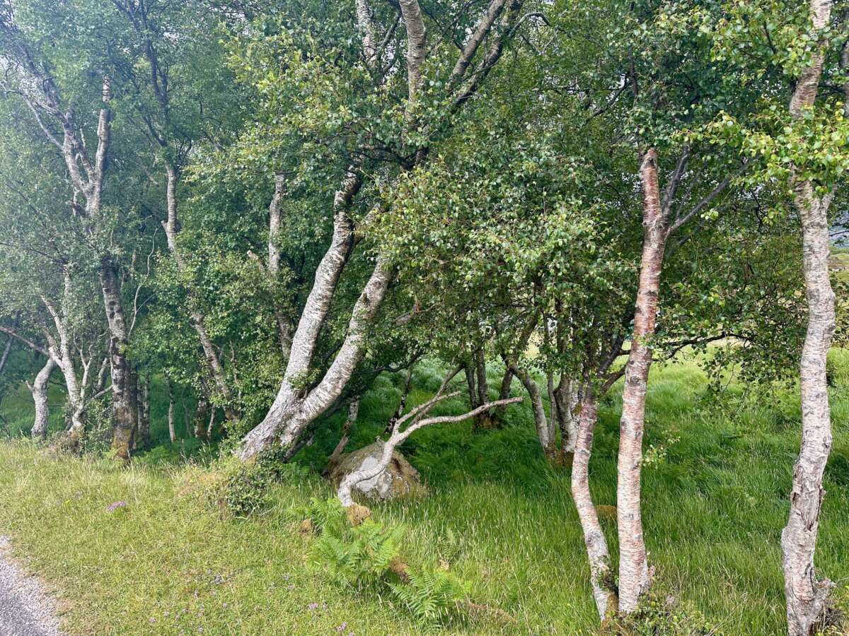 North Coast 500 - a group of birches