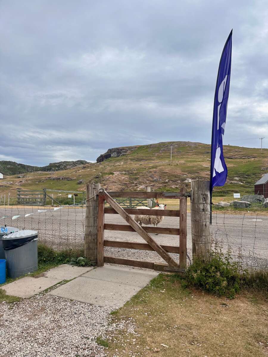 North Coast 500 - sheep roaming through Clachtoll