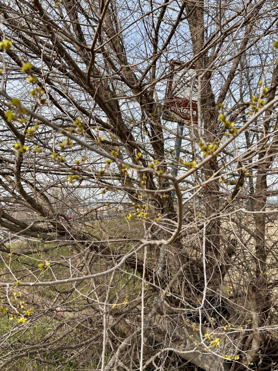 IMG 0586 1