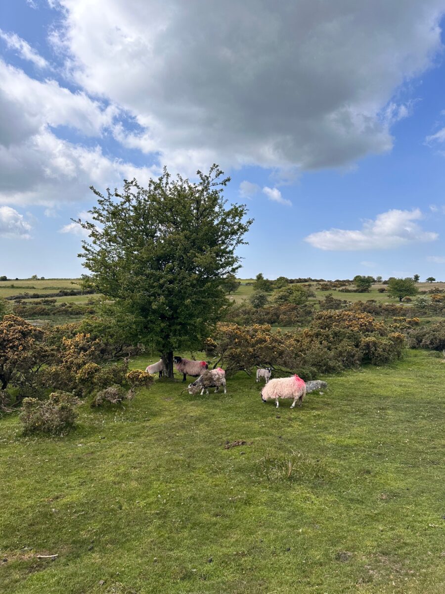 Land's End to John o'Groats - sheep roaming through Minions