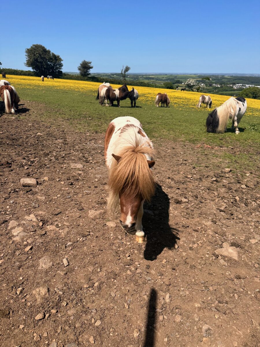 Land's End to John o'Groats - Shetland pony in Okehampton
