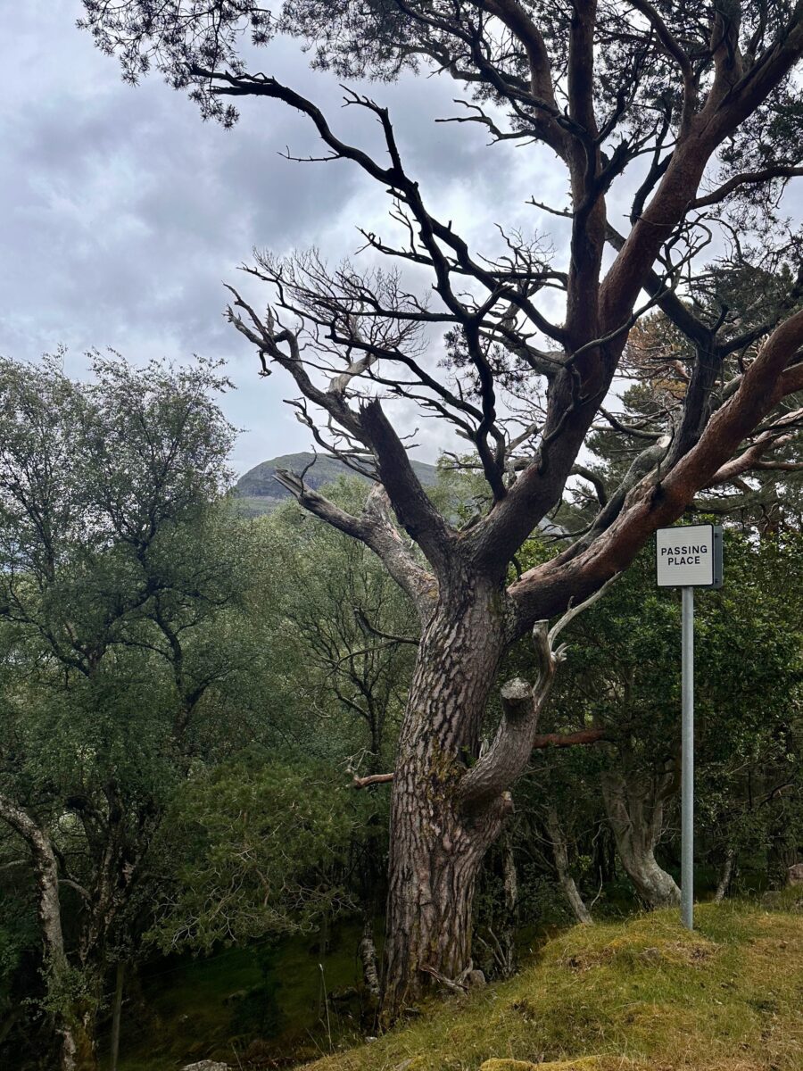North Coast 500 - beautiful trees close to Kenmore