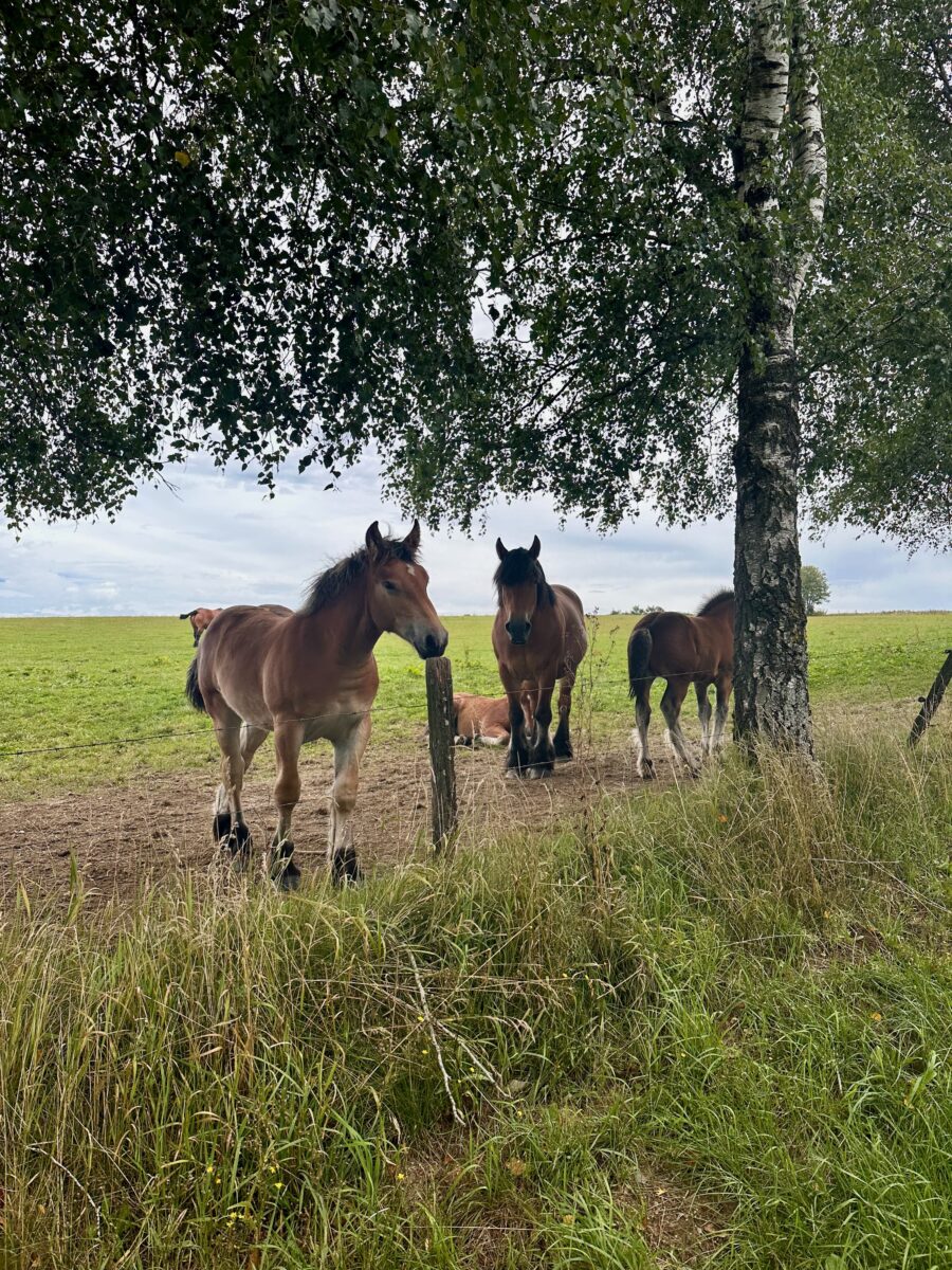 EuroVelo 5 - large foals