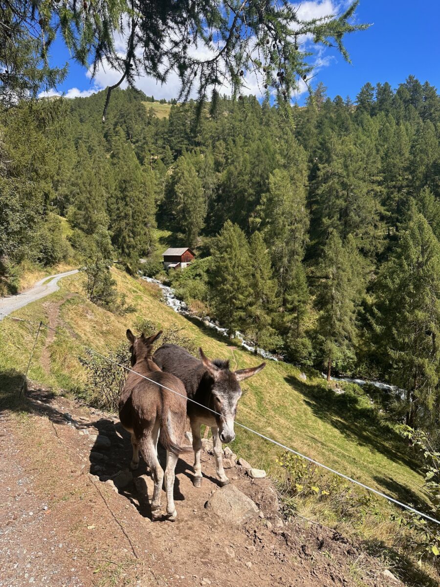 ...