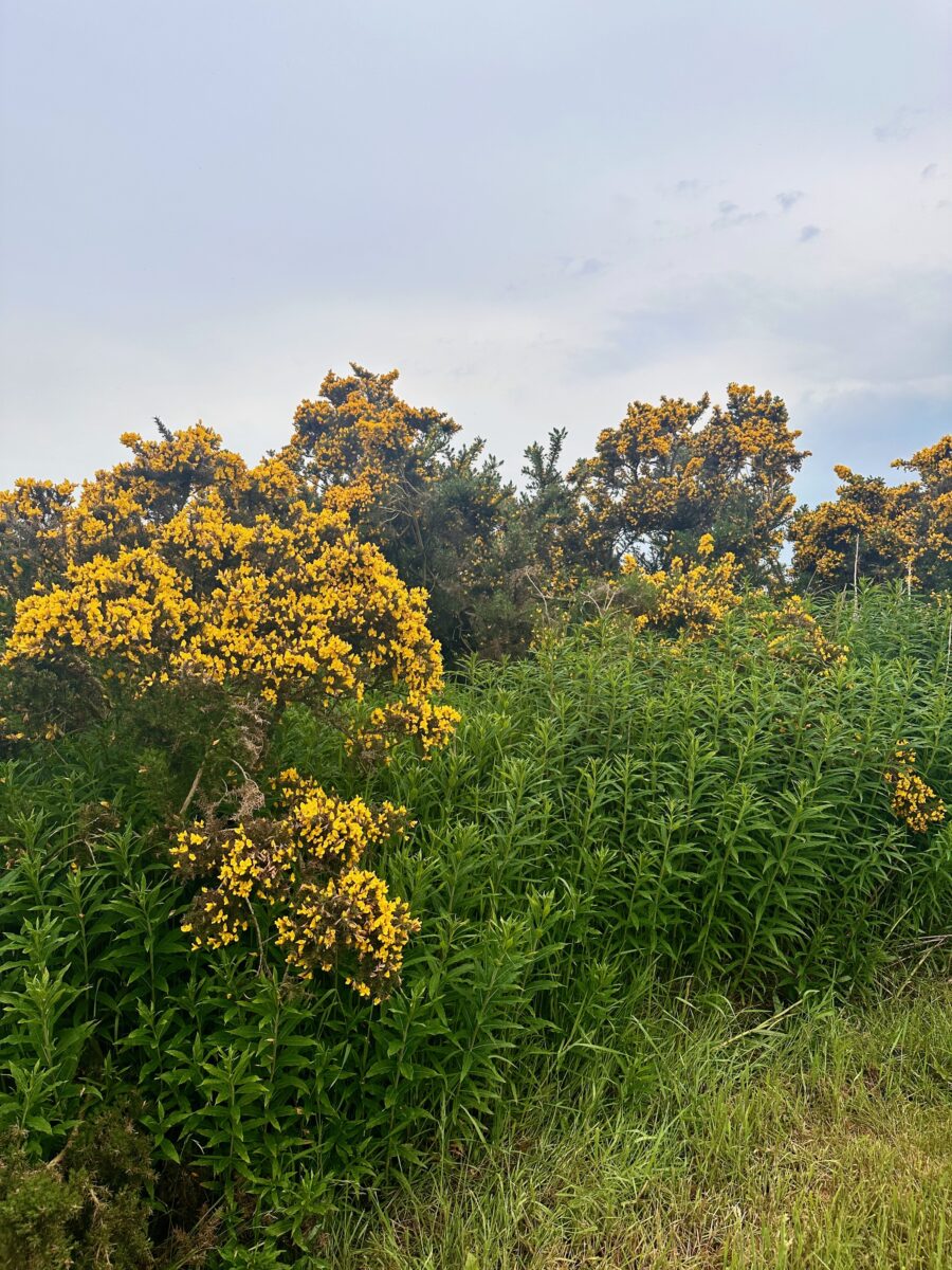 EuroVelo 1 - gorse bushes on my campsite in Scotland