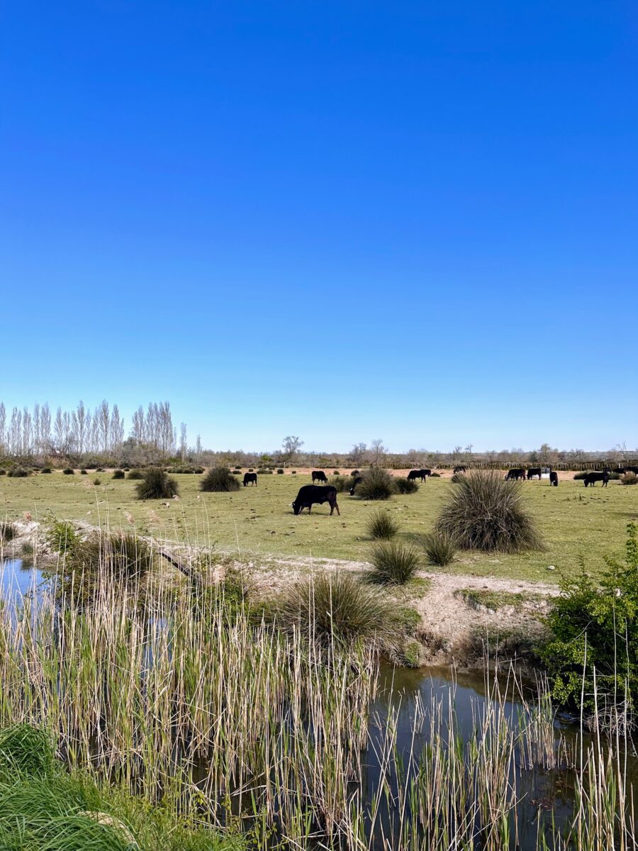 EuroVelo 8 - black bulls in the Camargue