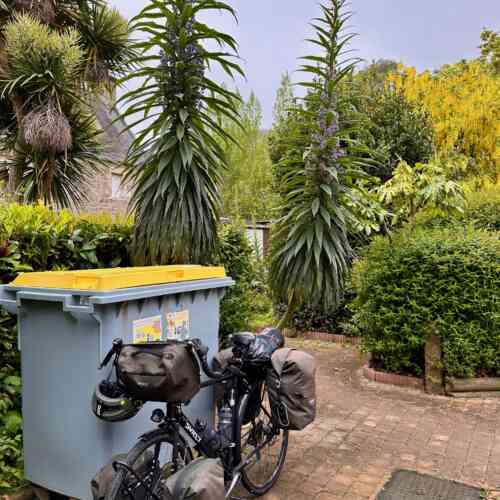 Gigantic plants on the campsite in Perros Guirec