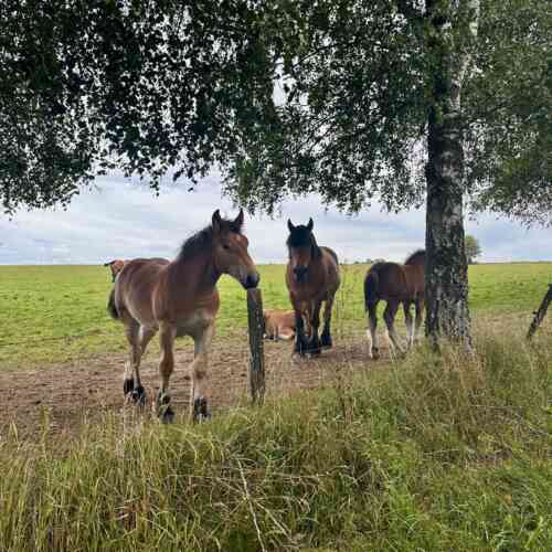 EuroVelo 5 - large foals