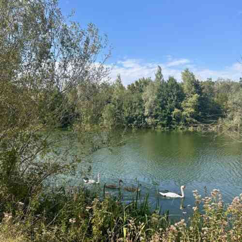 Eurovelo 5 - swans on the Rhine