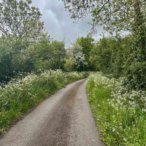 Eurovelo 4 - White flowers everywhere