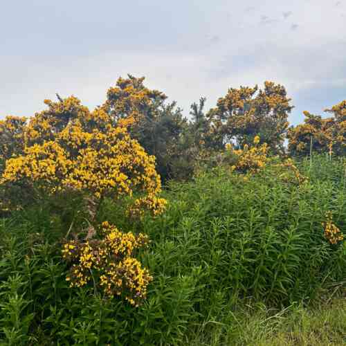 EuroVelo 1 - gorse bushes on my campsite in Scotland