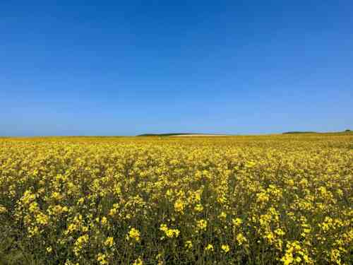 Eurovelo 4 - rapeseed fields in the Normandy