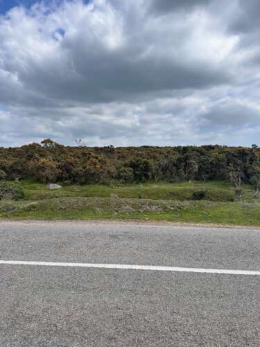 Land's End to John o'Groats - gorse bushes in Cornwall