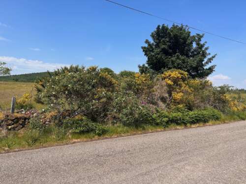 EuroVelo 1 - Highland bushes and flowers in full bloom!