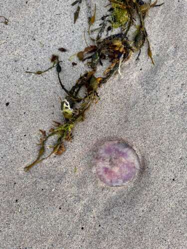 North Coast 500 - jelly fish on Clachtoll beach