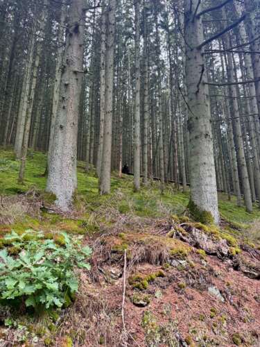 EuroVelo 5 - forest road in the Ardennes