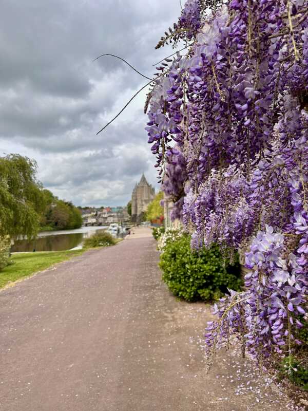 EuroVelo 1 - Wisteria in Josselin, Bretagne