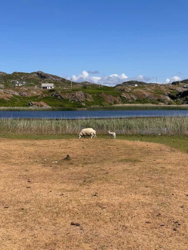 North Coast 500 - sheep in Clachtoll