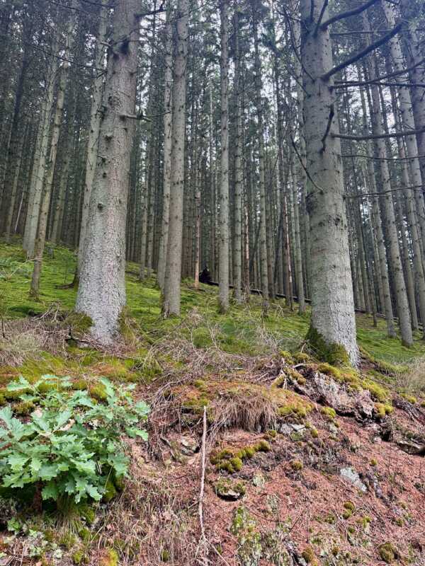 EuroVelo 5 - forest road in the Ardennes