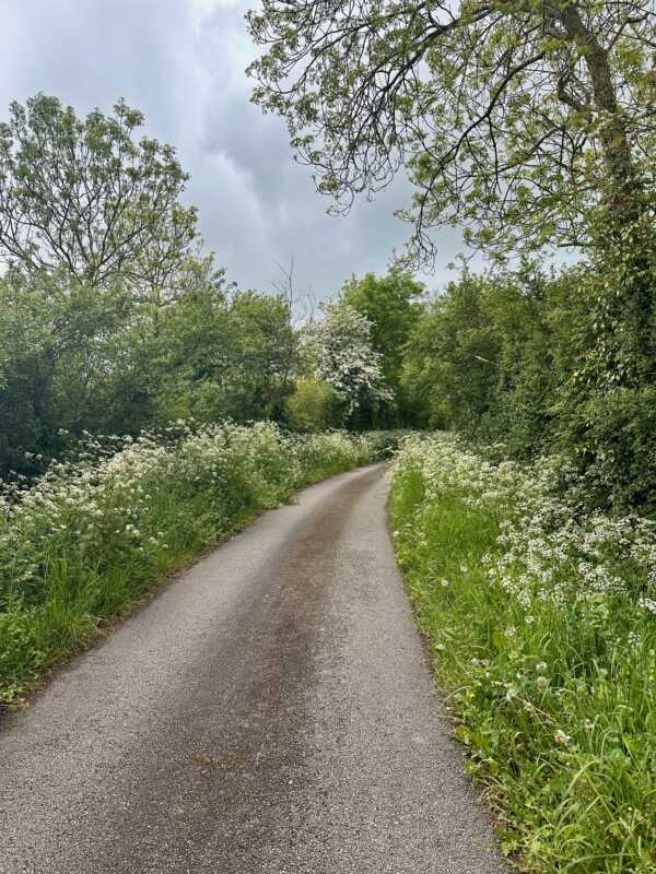 Eurovelo 4 - White flowers everywhere