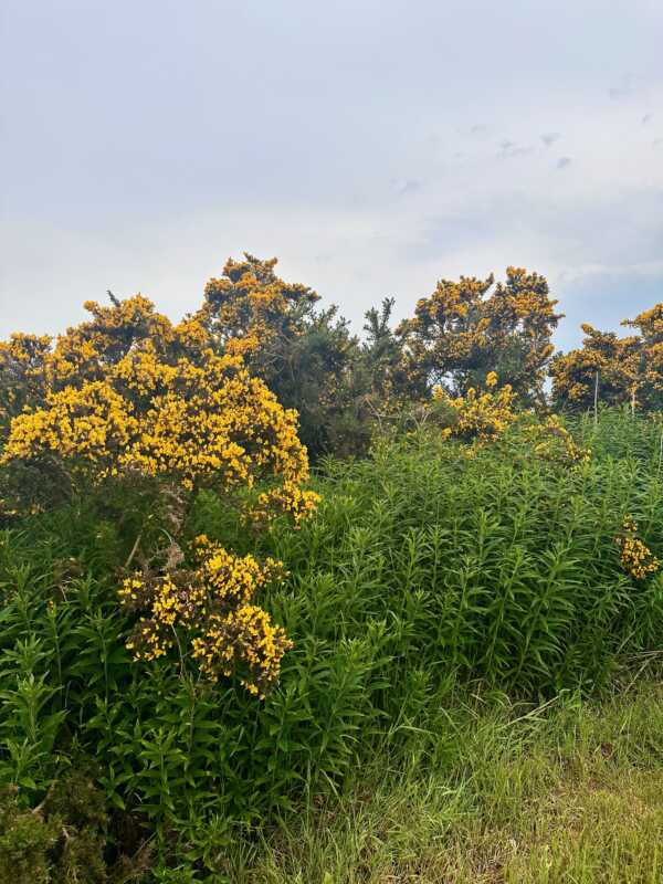 EuroVelo 1 - gorse bushes on my campsite in Scotland